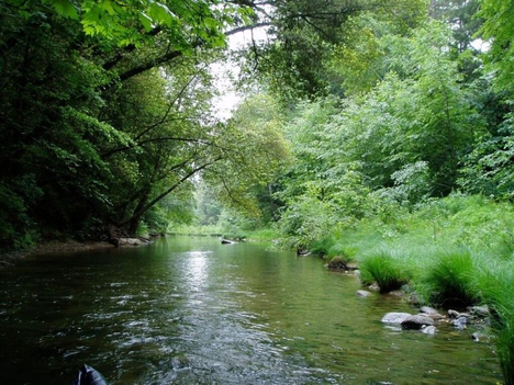 A lush green creekbed